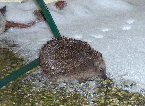 Snee-Igel