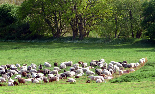 Vele swatte Schaap sünd dormang